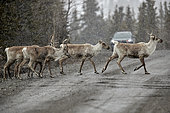 Reinder (Rangifer tarandus) crossing the road. After a very harsh winter the tundra is still very snowy and blocks the reindeer in their migration to the calving grounds, Denali National Park, Alaska, USA