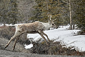 Reinder (Rangifer tarandus) crossing the road. After a very harsh winter the tundra is still very snowy and blocks the reindeer in their migration to the calving grounds, Denali National Park, Alaska, USA