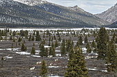 Reinder (Rangifer tarandus) walking on the tundra. After a very harsh winter the tundra is still very snowy and blocks the reindeer in their migration to the calving grounds, Denali National Park, Alaska, USA