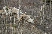 Reinder (Rangifer tarandus) walking on the tundra. After a very harsh winter the tundra is still very snowy and blocks the reindeer in their migration to the calving grounds, Denali National Park, Alaska, USA