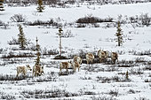 Reinder (Rangifer tarandus) walking on the tundra. After a very harsh winter the tundra is still very snowy and blocks the reindeer in their migration to the calving grounds, Denali National Park, Alaska, USA