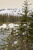 Alaskan Moose (Alces alces gigas) in a river in spring, Denali National Park, Alaska, USA