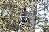 Spruce Grouse (Falcipennis canadensis) eating on a branch, Denali National Park, Alaska, USA