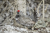 Spruce Grouse (Falcipennis canadensis) in the undergrowth, Denali National Park, Alaska, USA