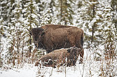 Plains bison (Bison bison) in the snow in the spring, the record amount of snow brings them out of the forest to the road. Near Delta Junction, Alaska, USA