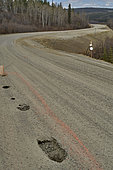 Permafrost thaw damage along the Taylor Highway in spring, Alaska, USA