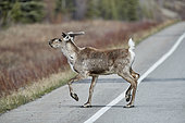 Reinder (Rangifer tarandus) crossing the Alaska highway near Tok in spring, Alaska, USA