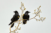 Common Raven (Corvus corax) on a branch in spring, Alaska, USA
