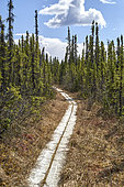 Protected bog forest trail in spring, Tetlin National Wildlife Refuge, Alaska, USA
