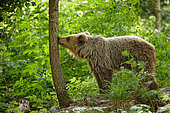 Brown bear (Ursus arctos) in undergrowth, Slovenia