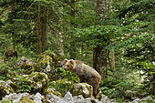 Brown bear (Ursus arctos) on scree in forest, Slovenia