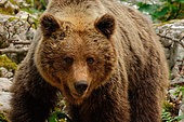 Brown bear (Ursus arctos) portrait, Slovenia