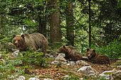 Brown bear (Ursus arctos) and cubs in the undergrowth, Slovenia