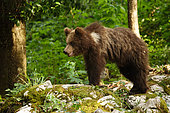Brown bear (Ursus arctos) on rock in forest, Slovenia