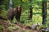 Brown bear (Ursus arctos) and cub in the undergrowth, Slovenia