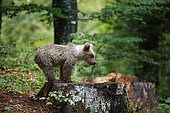 Brown bear (Ursus arctos) cub on a stump in the undergrowth, Slovenia