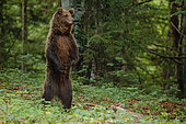 Brown bear (Ursus arctos) standing in the undergrowth, Slovenia
