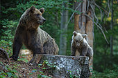 Brown bear (Ursus arctos) with cub on a stump in the undergrowth, Slovenia