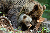 Brown bear (Ursus arctos) with cub on a stump in the undergrowth, Slovenia