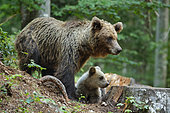 Brown bear (Ursus arctos) with cub on a stump in the undergrowth, Slovenia