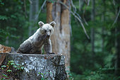 Brown bear (Ursus arctos) cub on a stump in the undergrowth, Slovenia