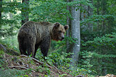 Brown bear (Ursus arctos) in undergrowth, Slovenia