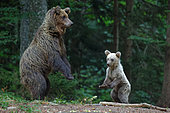 Brown bear (Ursus arctos) standing with cub in the undergrowth, Slovenia