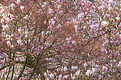 Saucer Magnolia, Magnolia soulangeana 'Soul-Bod' and Japanese maple, Acer palmatum 'Shin Deshojo'