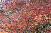 Japanese maple, Acer palmatum 'Shin Deshojo'