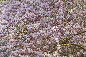 Saucer Magnolia, Magnolia soulangeana 'Soul-Bod' in bloom