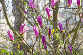 Star magnolia, Magnolia stellata 'Susan', flowers