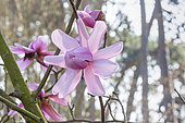 Yulan Magnolia, Magnolia acuminata 'Charles Raffill', flowers