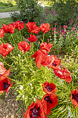 Opium poppy, Papaver somniferum 'Le Géant', flowers