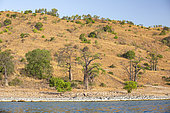 Baobab trees (Adansonia digitata) on Likoma Island, the larger of two islands in Lake Malawi, the Lake is the ninth largest lake in the world, Malawi, East Africa