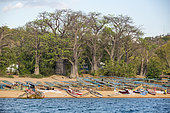 Fishing boats and lake sardines aka Usipa fish (Engraulicypris sardella) drying on cane racks on the banks in front of Baobab trees (Adansonia digitata) on Likoma Island, the larger of two islands in Lake Malawi, the Lake is the ninth largest lake in the world, Malawi, East Africa