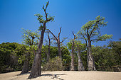 Baobab trees (Adansonia digitata) on Likoma Island, the larger of two islands in Lake Malawi, the Lake is the ninth largest lake in the world, Malawi, East Africa