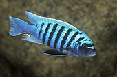 African Cichlid, (Metriaclima sp.) Zebra Cichlid (male) Malawi Lake is the ninth largest lake in the world, Likoma Island, Malawi Lake, Malawi, East Africa