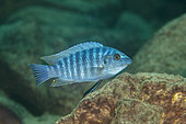 African Cichlid (Labeotropheus fuelleborni) Malawi Lake is the ninth largest lake in the world, Likoma Island, Malawi Lake, Malawi, East Africa