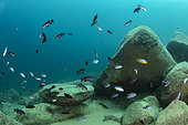 Shoal of African Cichlid, (Metriaclima sp.) Zebra Cichlid (male) Malawi Lake is the ninth largest lake in the world, Likoma Island, Malawi Lake, Malawi, East Africa