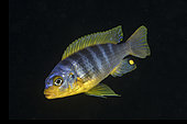 African Cichlid, (Tropheops sp.) red cheek, Malawi Lake is the ninth largest lake in the world, Likoma Island, Malawi Lake, Malawi, East Africa