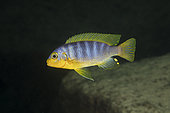 African Cichlid, (Tropheops sp.) red cheek, Malawi Lake is the ninth largest lake in the world, Likoma Island, Malawi Lake, Malawi, East Africa