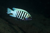 African Cichlid, (Metriaclima sp.) Zebra Cichlid (male) Malawi Lake is the ninth largest lake in the world, Likoma Island, Malawi Lake, Malawi, East Africa