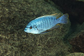 African Cichlid (Labeotropheus fuelleborni) Malawi Lake is the ninth largest lake in the world, Likoma Island, Malawi Lake, Malawi, East Africa
