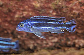 African Cichlid (Pseudotropheus cyaneorhabdos) also known as Maingano, is a species of cichlid endemic to Lake Malawi where it is only known from around Likoma Island where it prefers rocky substrates at depths of from 5 to 10 metres. Malawi Lake is the ninth largest lake in the world, East Africa