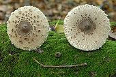 Nature's wink at the mushroom season, Parasol mushroom (Macrolepiota procera) caps