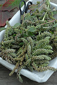 Ears of Wild Redroot Amaranth (Amaranthus retroflexus) harvesting of edible seeds. Edible plant