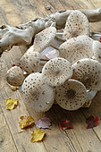 Harvesting Parasol mushroom (Macrolepiota procera), Autumn Mushrooms