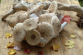 Harvesting Parasol mushroom (Macrolepiota procera), Autumn Mushrooms