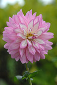 Pink Dahlia flower, Autumn flowering