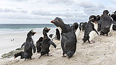 Rockhopper penguin (Eudyptes chrysocome), subspecies southern rockhopper penguin (Eudyptes chrysocome chrysocome). Penguins on beach relaxing before climbing up a steep cliff to their rookery. South America, Falkland Islands, January
